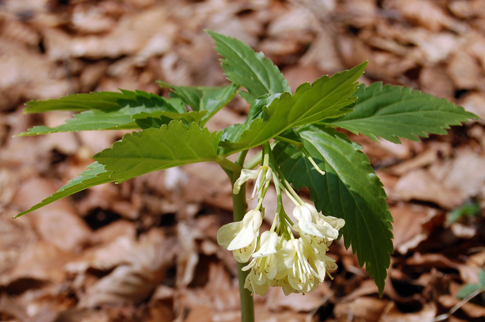 Cardamine enneaphyllos / Dentaria a nove foglie